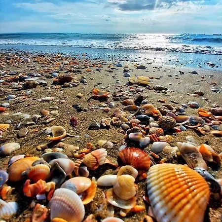 Pacific Palma فندق